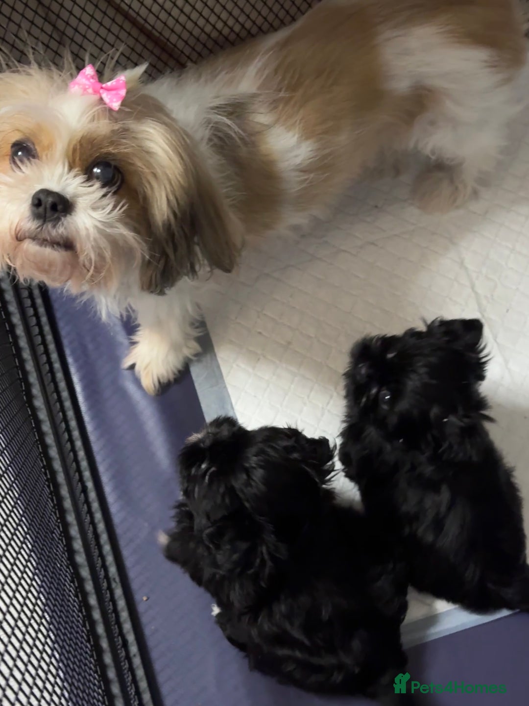 Shih Tzu dogs for sale: Standard Shih Tzu puppies  - Image 7