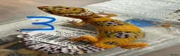 Leopard Gecko reptiles for sale: Leopard geckos  - Advert 3