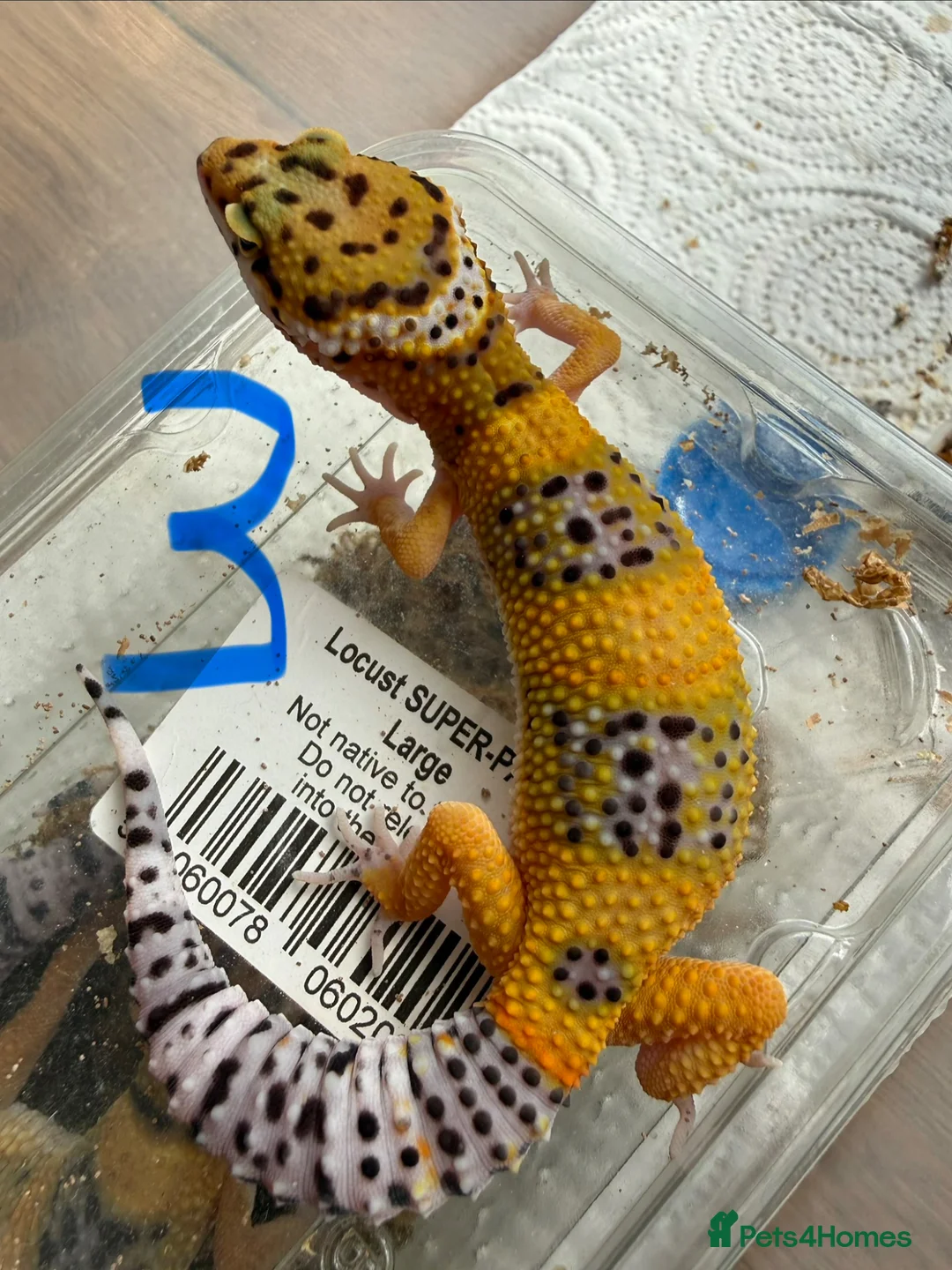 Leopard Gecko reptiles for sale: Leopard geckos  - Advert 1