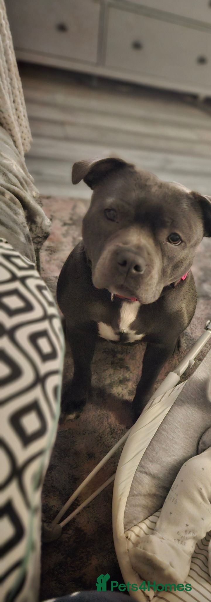 Staffordshire Bull Terrier dogs Beautiful chunky blue Staffordshire bull terrier  - Advert 1