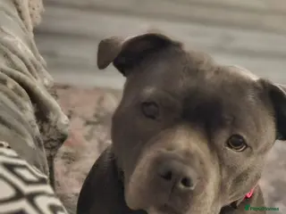 Staffordshire Bull Terrier dogs Beautiful chunky blue Staffordshire bull terrier - Advert 1