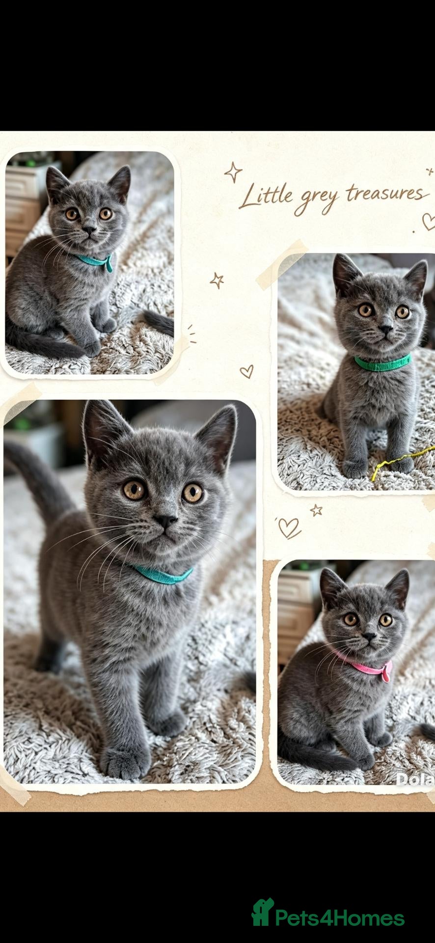 British Shorthair cats Beautiful British Shorthair kittens - Advert 10