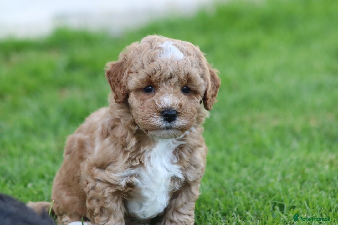 Cavapoochon dogs for sale: Cavapoochon puppies for sale - Image 30
