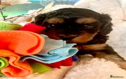 Cavapoo dogs for sale: F1 Cavapoos  - Image 14
