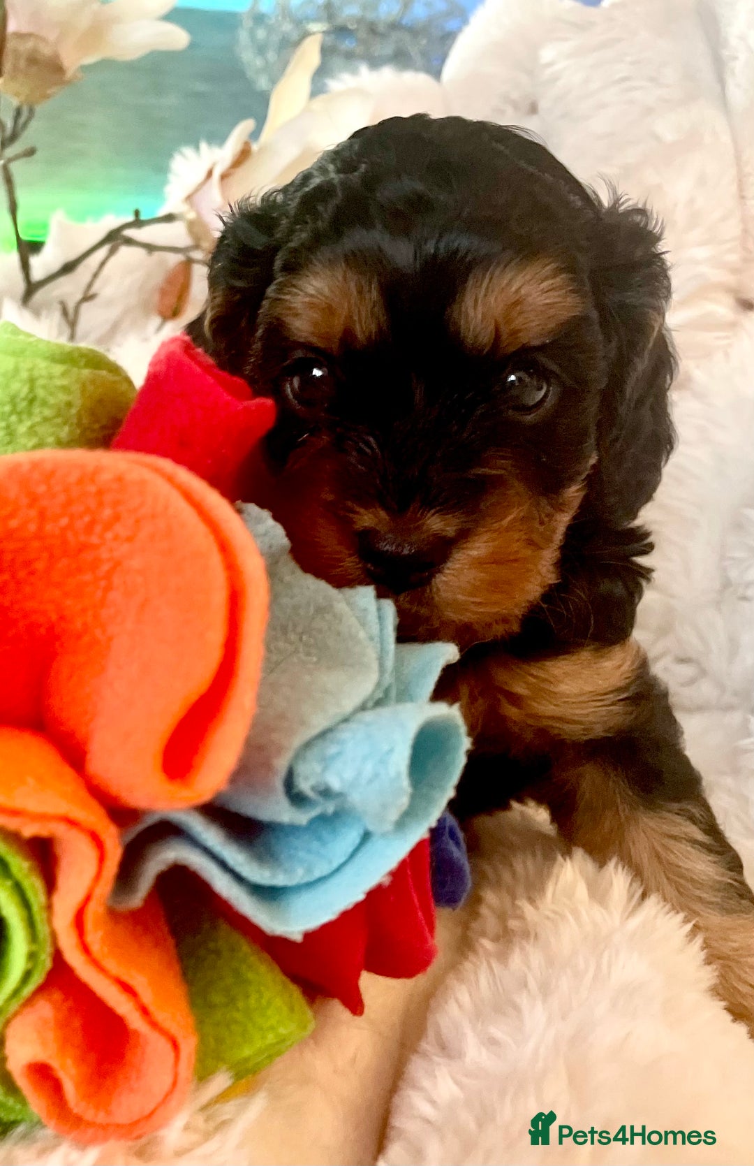 Cavapoo dogs for sale: F1 Cavapoos  - Image 14
