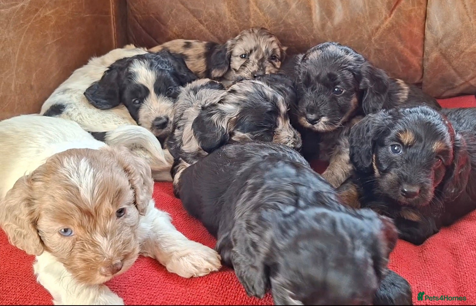 Cockapoo dogs F1 Cockapoo Pups  - Advert 1