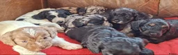Cockapoo dogs for sale: F1 Cockapoo Pups  - Advert 1