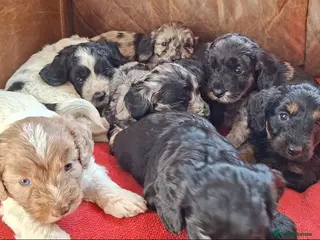 Cockapoo dogs F1 Cockapoo Pups - Advert 1