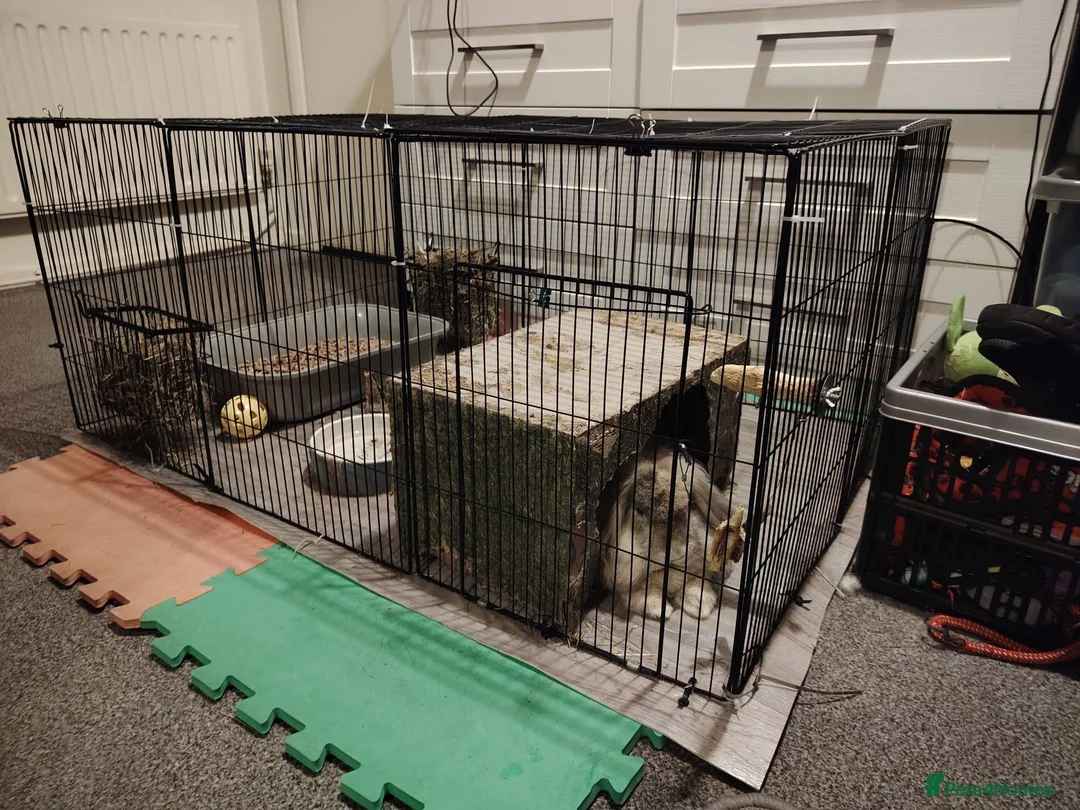 Mixed Breed rabbits for sale: Lionhead/Lop - Advert 2