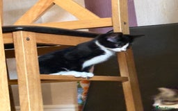British Shorthair cats for sale: 2 BLACK FEMALE SHORTHAIR KITTENS. READY TO GO! - Image 12