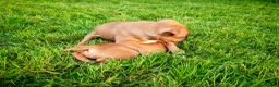 Staffordshire Bull Terrier dogs for sale: GORGEOUS RED STAFFORDSHIRE BULL TERRIER PUPPIES - Advert 15