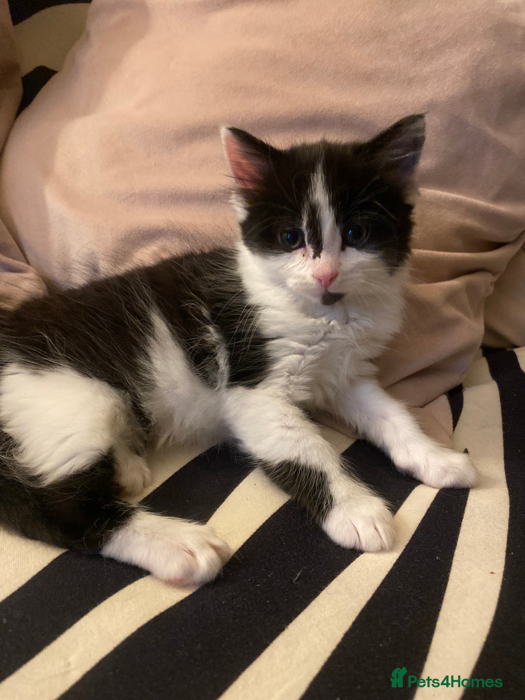 Mixed Breed cats for sale: Fluffy black and white girl - Image 8