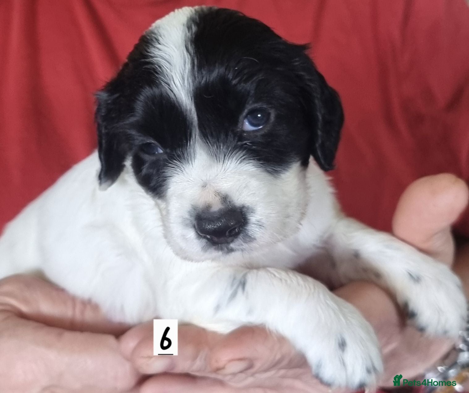 Cocker Spaniel dogs Quality KC/DNA clear Cocker spaniel pup  - Advert 1
