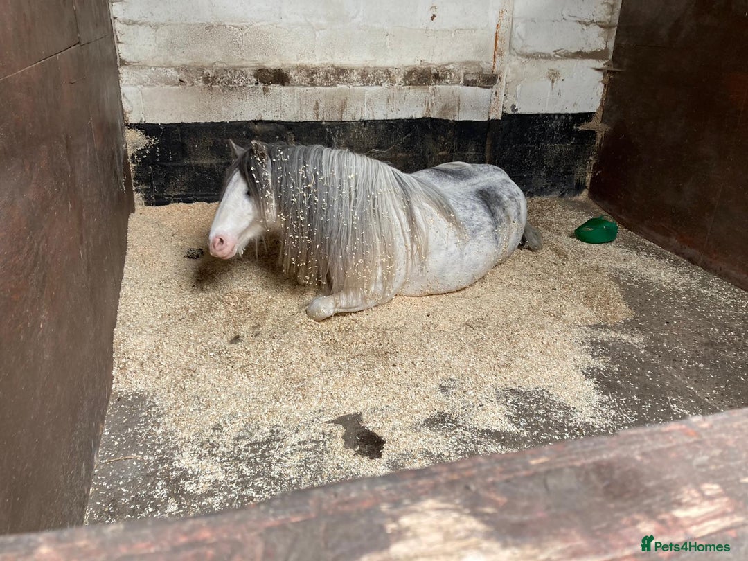 Irish Cob horses for sale: 12.3 Cob Pony - Image 4