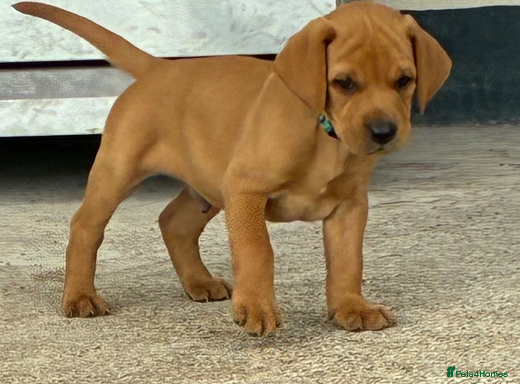 Labrador Retriever dogs F1 Labrador x Vizsla - Advert 2