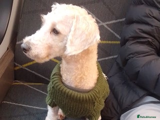 Poochon dogs 11 month old poochon - Advert 5