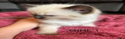 Ragdoll cats for sale: Beautiful Ragdoll Kittens for sale (REDUCED) - Advert 9