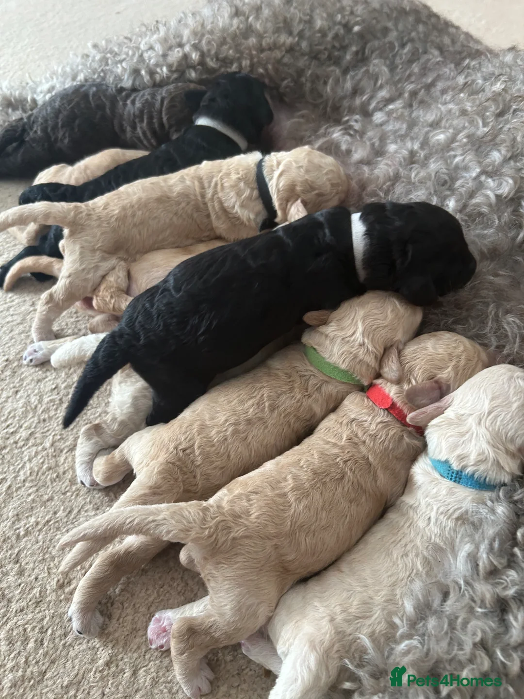 Labradoodle dogs for sale: Rare multi generational labradoodle Puppies - Advert 2