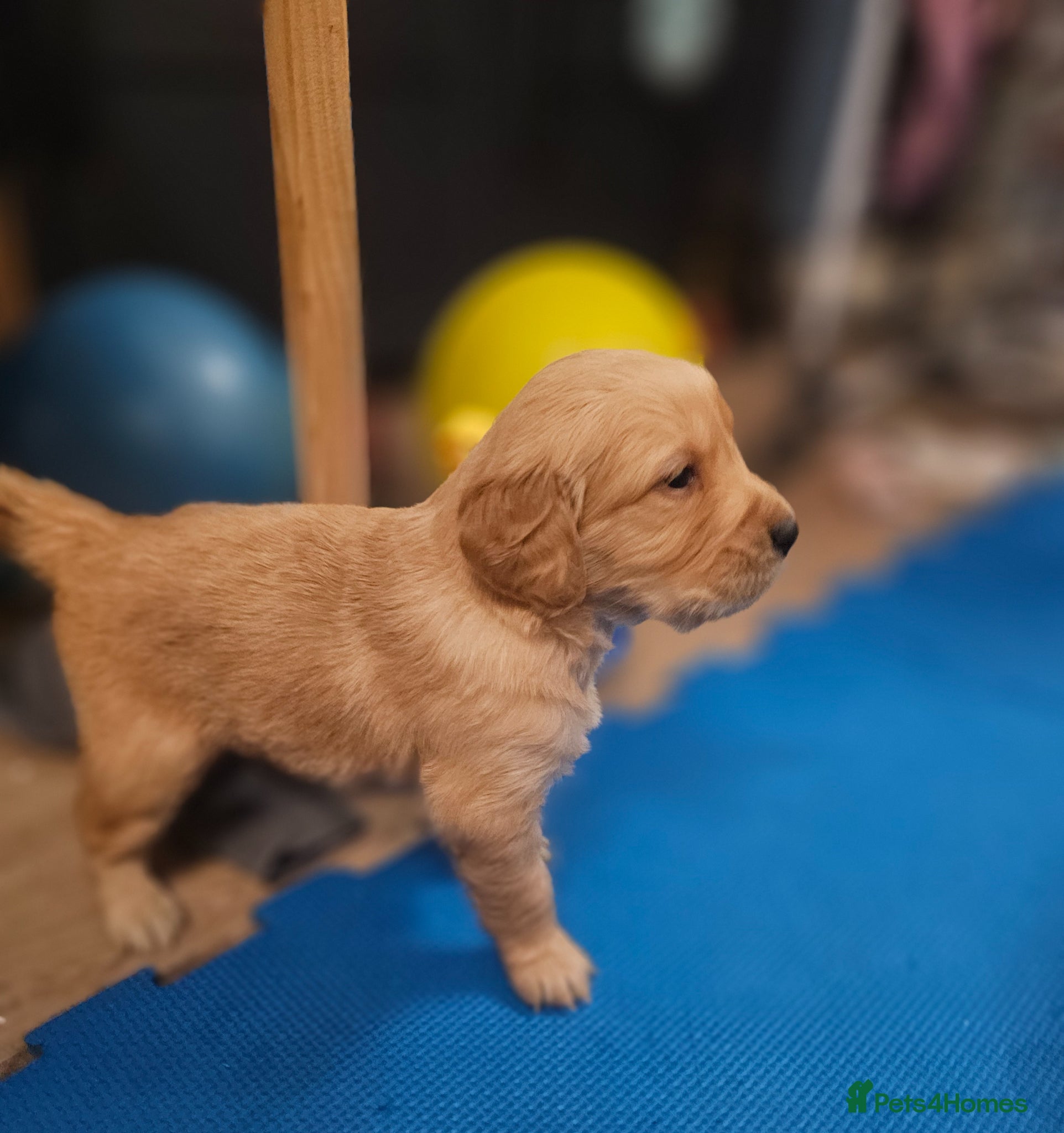 Golden Retriever dogs ✨Beautiful Golden Retrievers puppies! ✨ - Advert 4