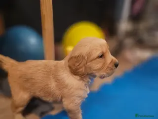 Golden Retriever dogs ✨Beautiful Golden Retrievers puppies! ✨ - Advert 4