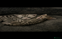 Bengal cats for sale: One Bengal male Remaining - Advert 1