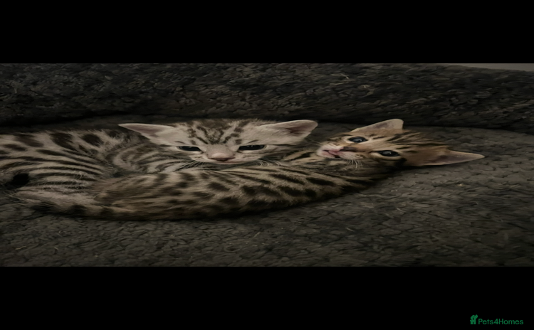 Bengal cats One Bengal male Remaining - Advert 1