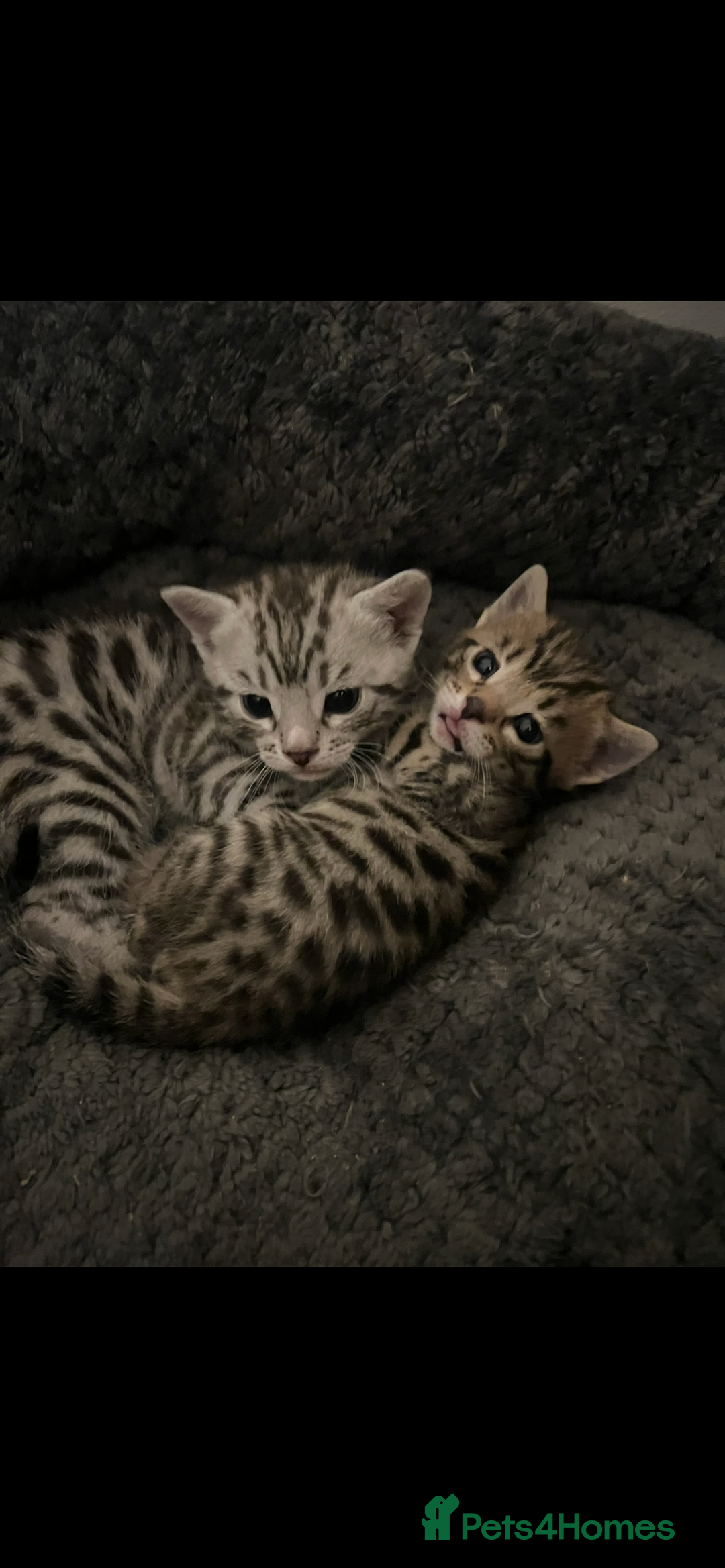 Bengal cats for sale: One Bengal male Remaining - Advert 1