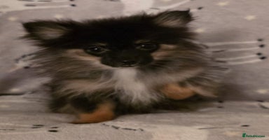 Pomchi dogs - Advert 9