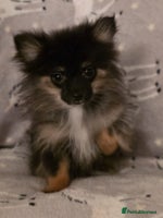 Pomchi dogs - Advert 9