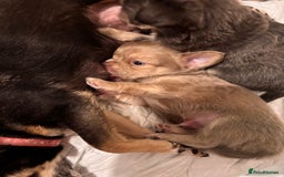 Chihuahua dogs for sale: Beautiful mink lilac chihuahua puppy - Image 5
