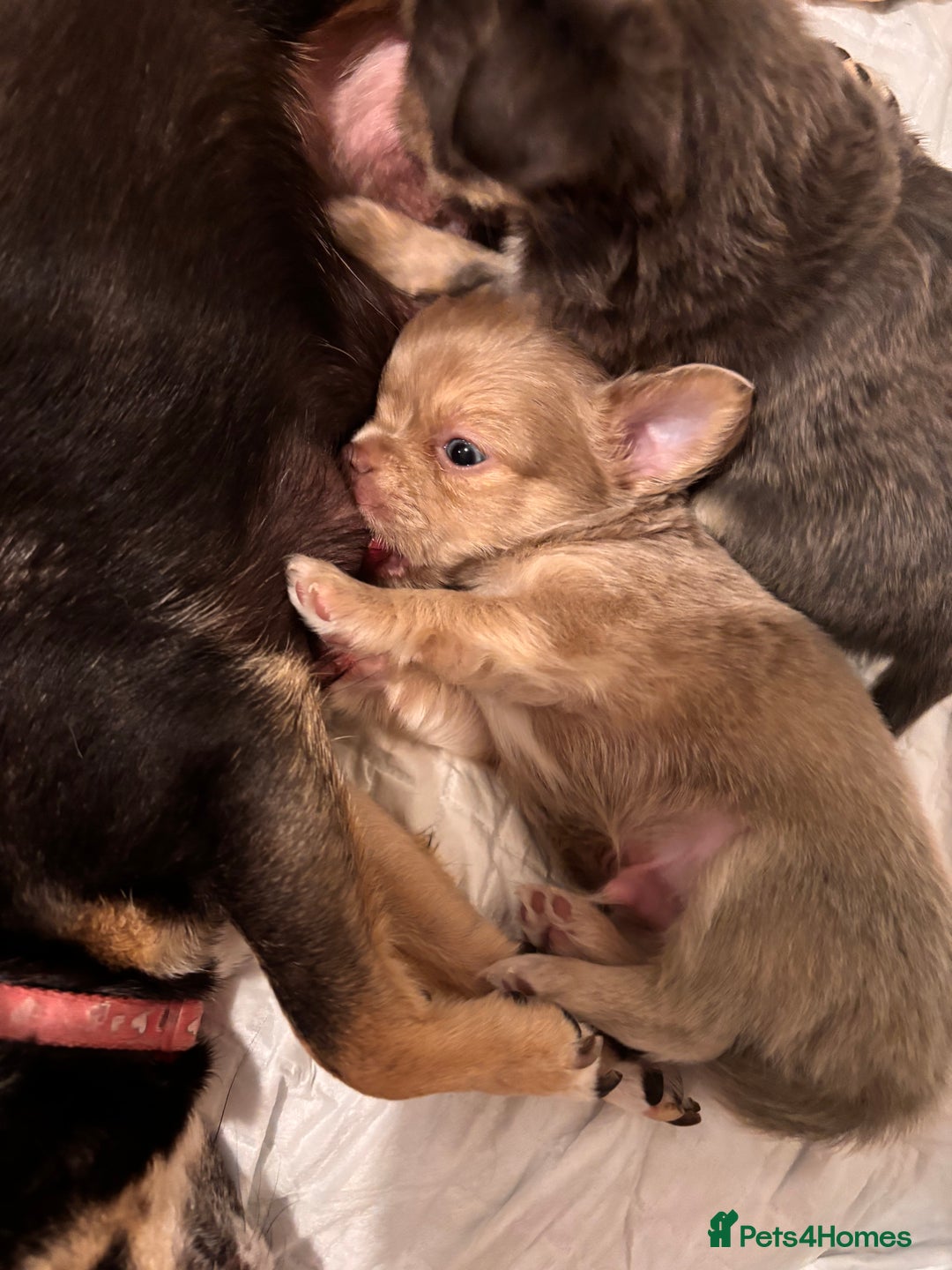 Chihuahua dogs for sale: Beautiful mink lilac chihuahua puppy - Image 5