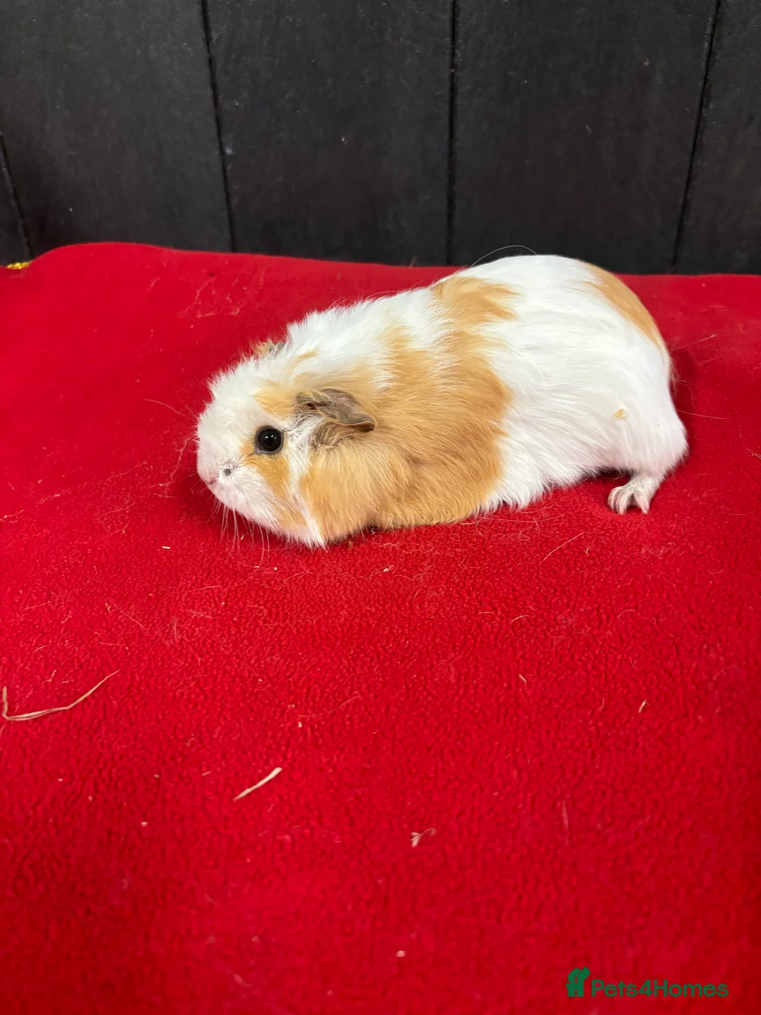 Guinea Pig rodents for sale: Baby guinea pigs ready now  - Advert 9