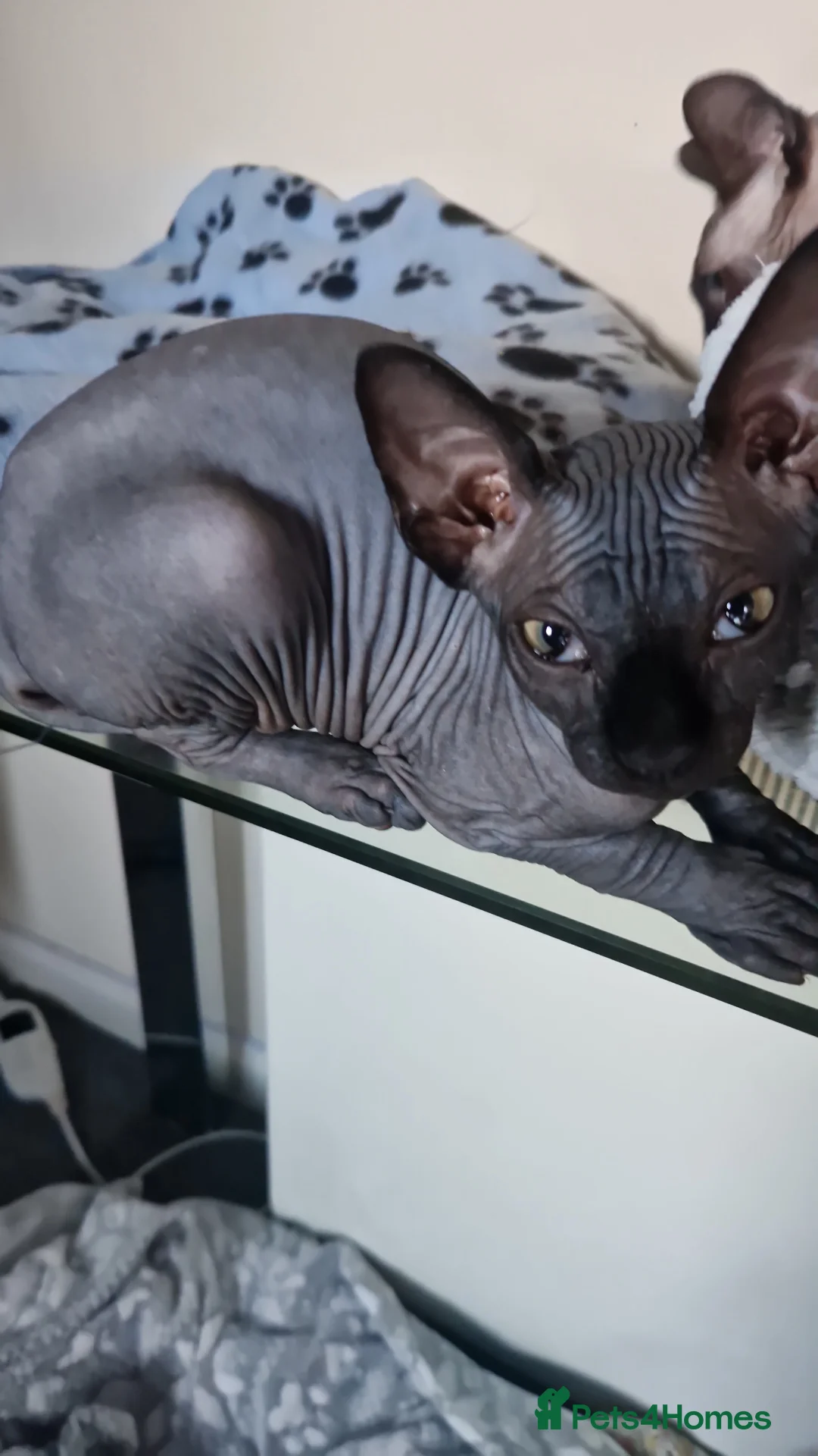 Sphynx cats for sale: Canadian Sphynx kittens - Advert 13