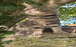 Maine Coon cats for sale: Three stunning pure bred Maine Coon girls - Image 8