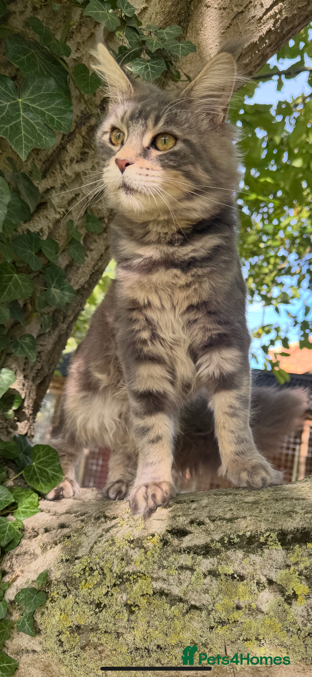 Maine Coon cats for sale: Three stunning pure bred Maine Coon girls - Image 8