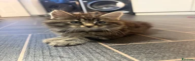 Maine Coon 4