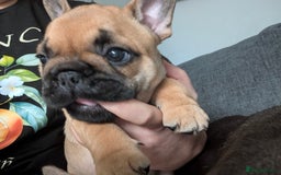 French Bulldog dogs for sale: Stunning Red fawn black & tan KC reg frenchie pups - Image 12