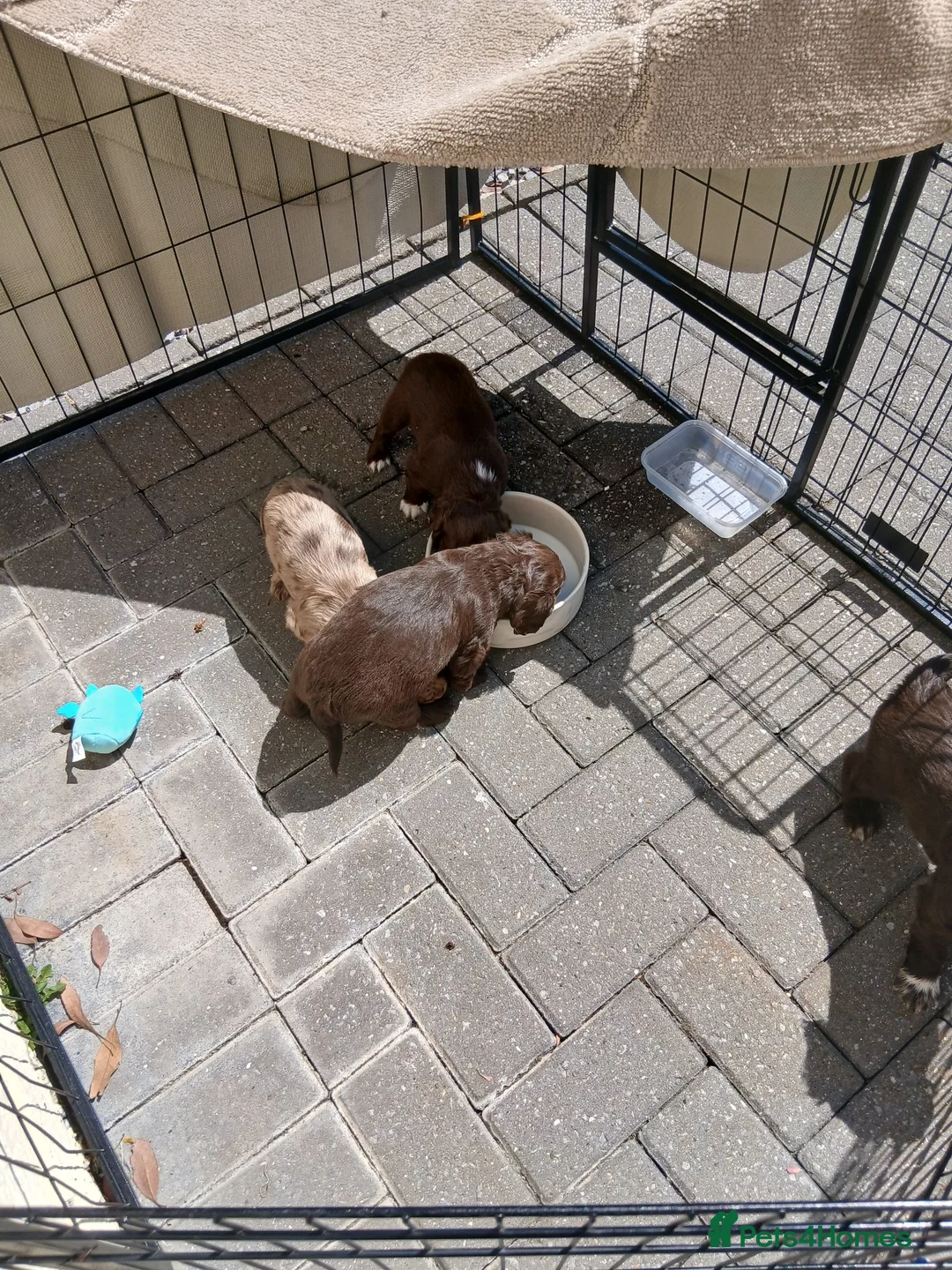 Cocker Spaniel dogs for sale: Cocker spaniels puppies  - Advert 2