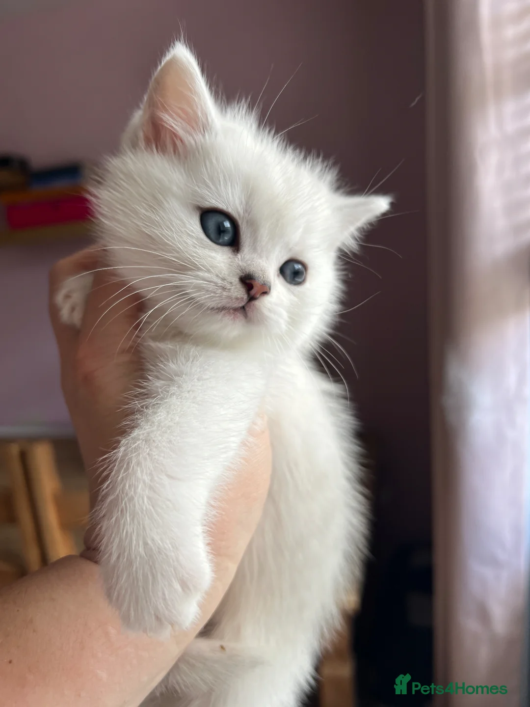 British Shorthair cats for sale: GCCF Reg Beautiful Silver Tipped Kittens  - Advert 1