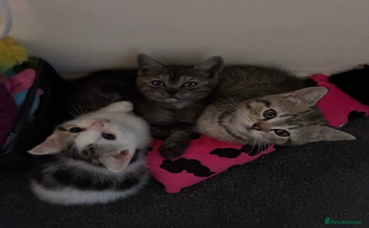 British Shorthair cats - Advert 3