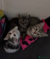 British Shorthair cats - Advert 16