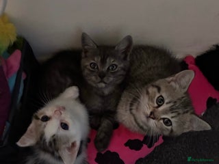 British Shorthair cats Sweet British Shorthair X Kittens - Advert 11