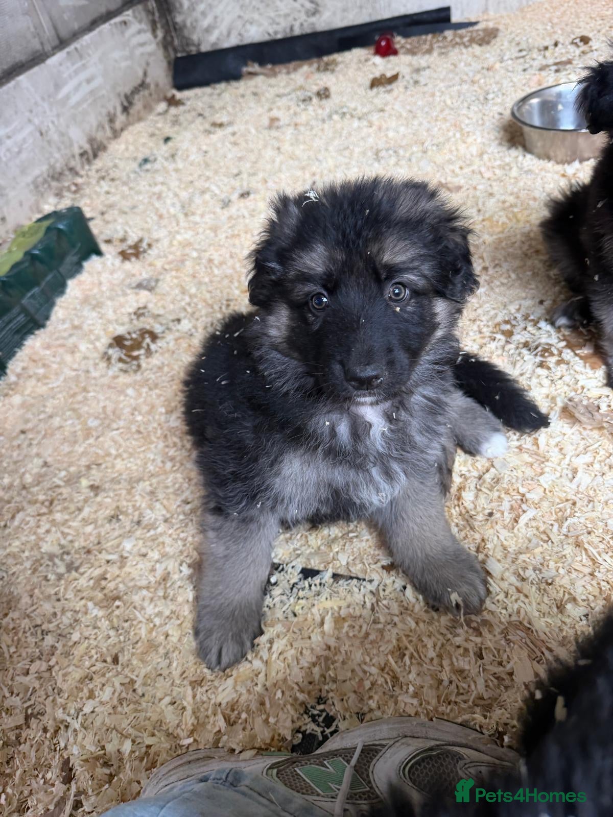 German Shepherd dogs German Shepherd puppies - Advert 2