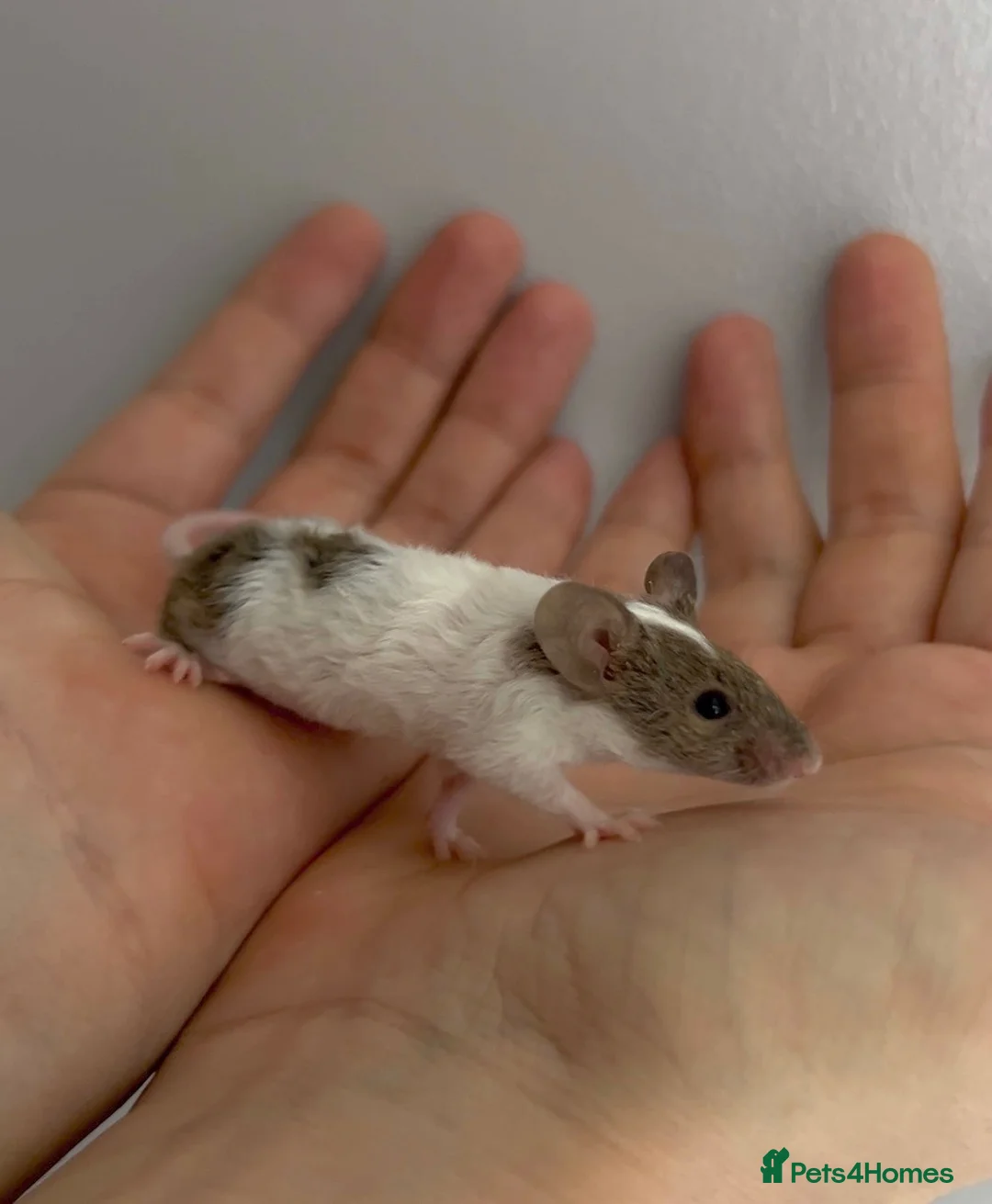 Mouse rodents for sale: Female mice ready soon in Rochester - Advert 2