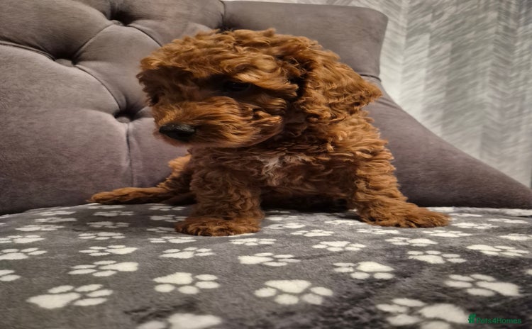 Cockapoo dogs - Advert 14