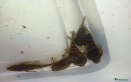 Plecos fish for sale: Bristlenose pleco various colours and sizes - Image 4