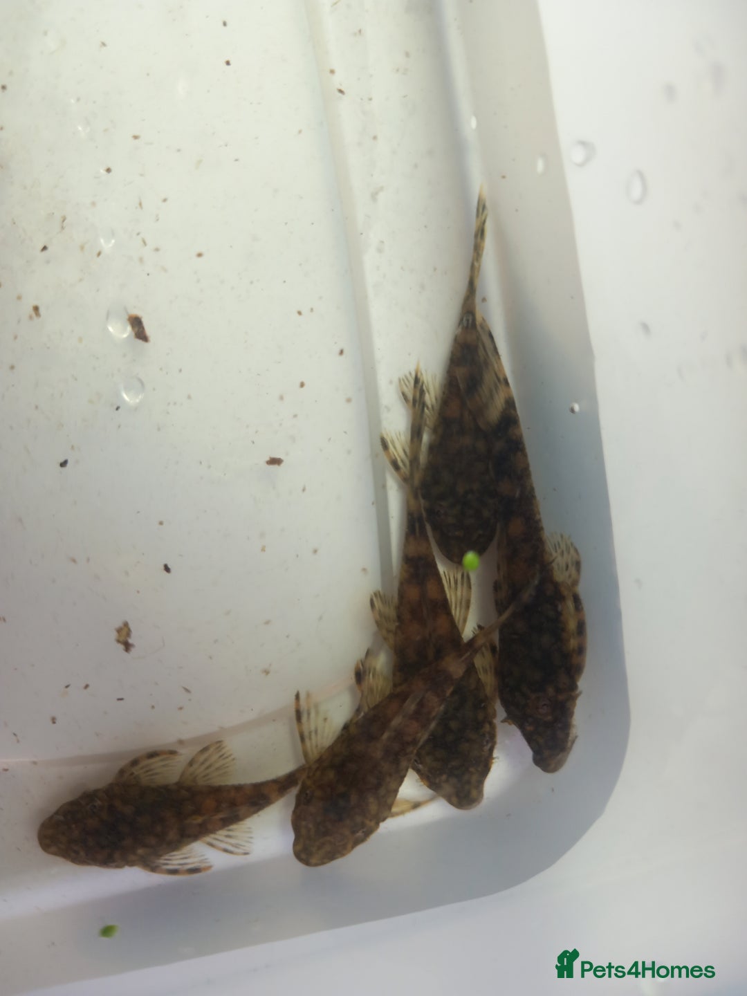 Plecos fish for sale: Bristlenose pleco various colours and sizes - Image 4