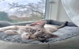 Bengal cats for sale: White bengal kitten  - Image 3