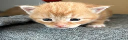 Mixed Breed cats for sale: Maine Coone x Ragdoll Full Ginger Litter - Advert 2