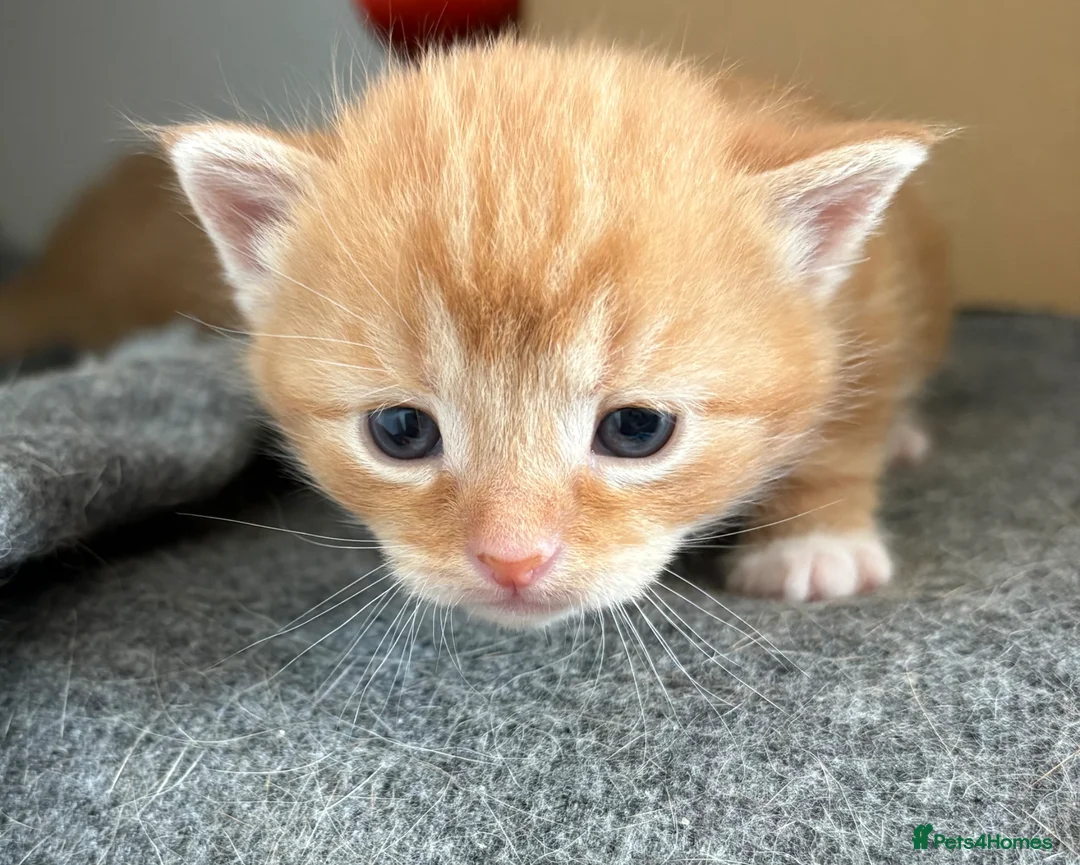 Mixed Breed cats for sale: Maine Coone x Ragdoll Full Ginger Litter - Advert 2